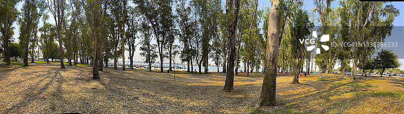 约塞米蒂湖畔的树木全景，默塞德图片素材