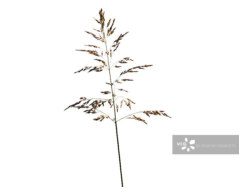 单片粗糙的草地草叶图片素材