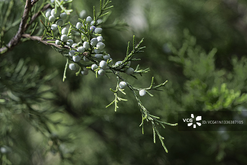 杜松树枝和蓝色浆果图片素材