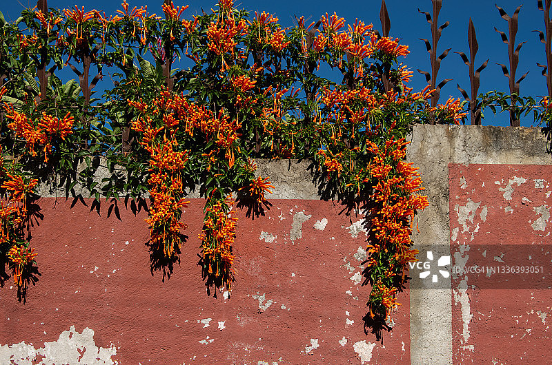 攀援在红锈色墙壁上的炮仗花图片素材