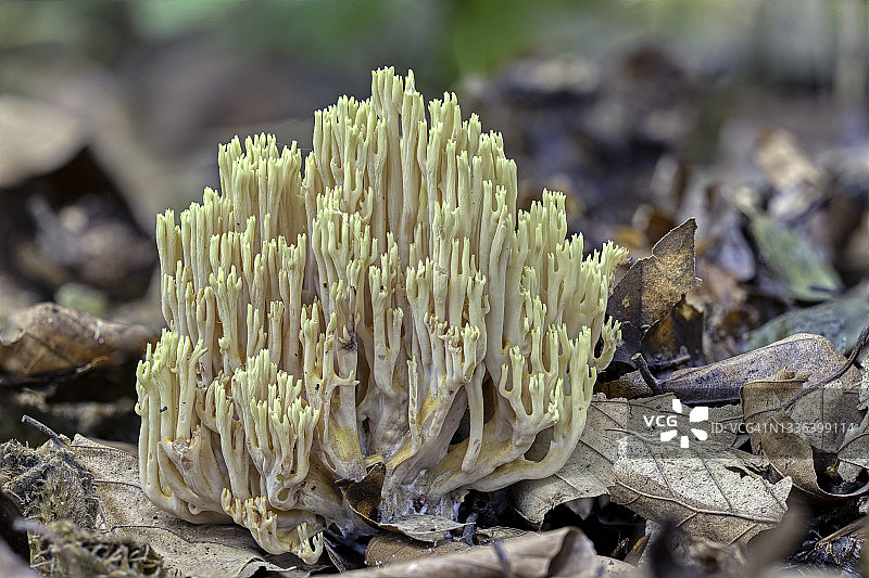 严格枝状珊瑚图片素材