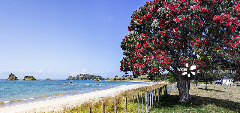 布兰德湾海滩与开花的Pohutukawa树，新西兰全景图片素材