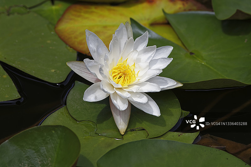 特写：盛开的睡莲（Nymphaea alba）图片素材