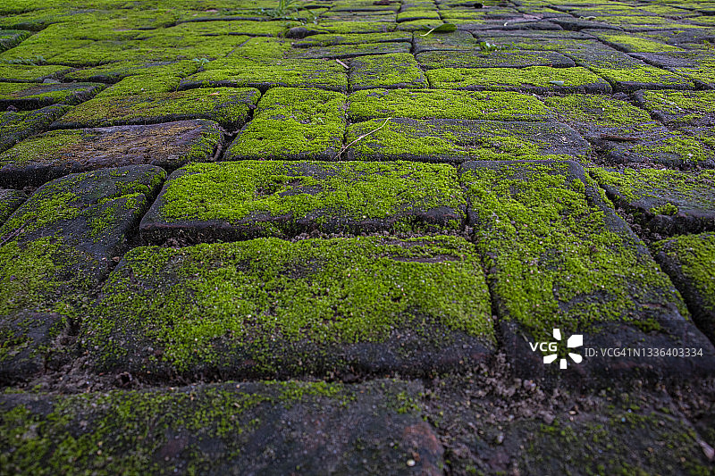 旧砖地板上的绿藻，如天鹅绒般美丽的绿藻纹理图片素材