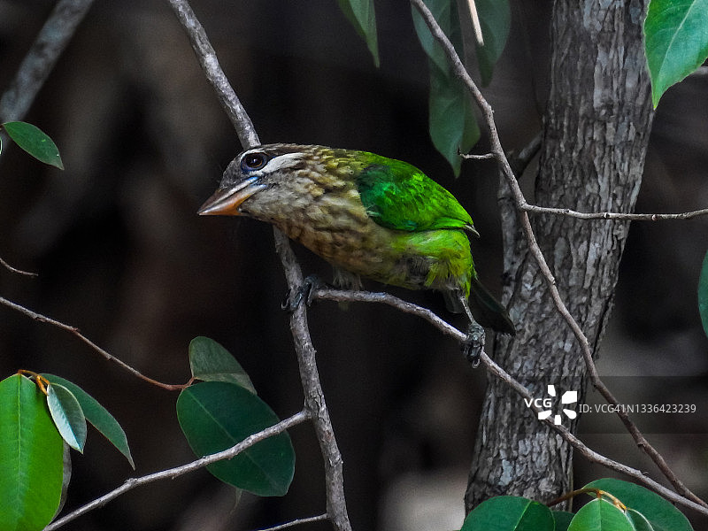白颊拟鴷图片素材
