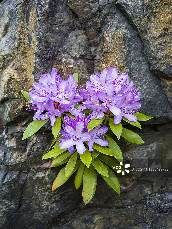 苏格兰高地的奎奇湖图片素材