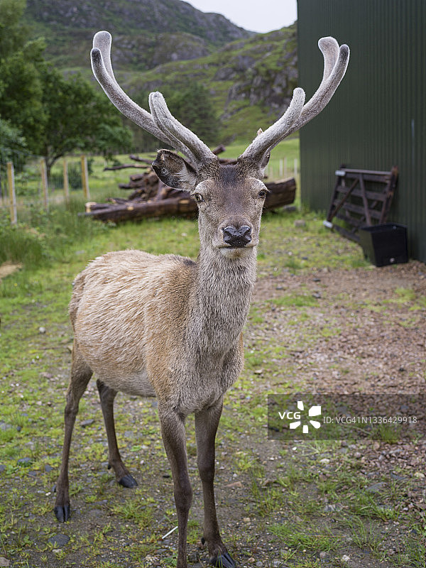 红鹿，在英国苏格兰高地图片素材