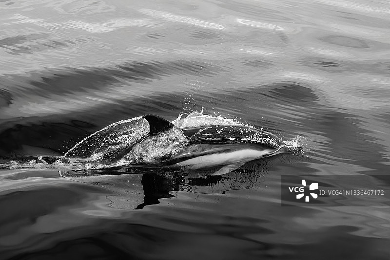 印度洋南非海域常见海豚跃出水面图片素材