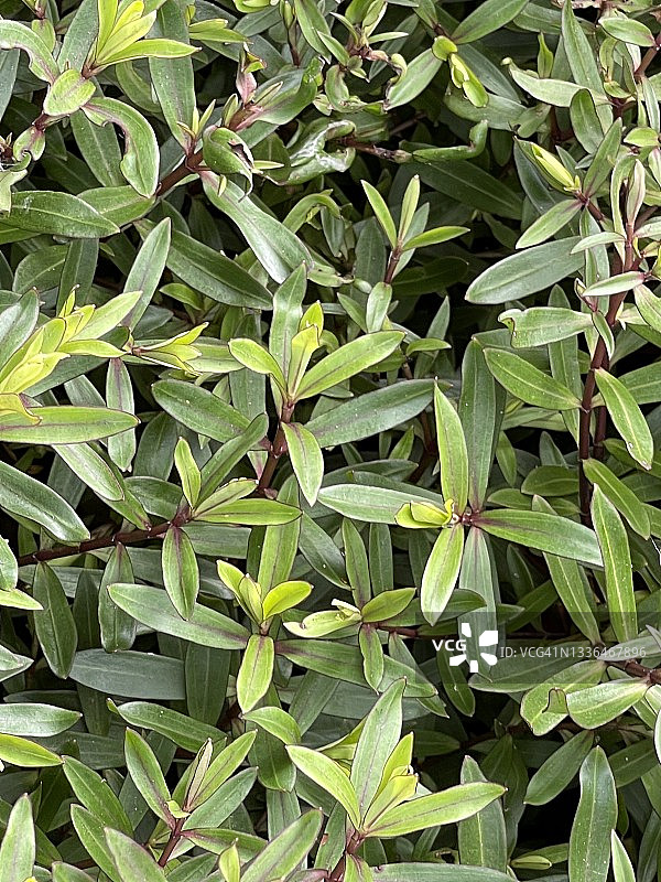 鼠洞灌木-矮小桃金娘灌木图片素材