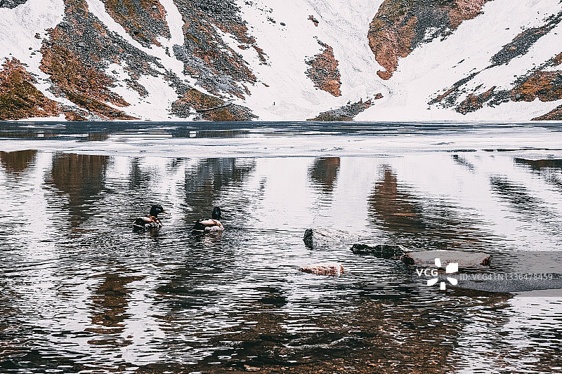 山间湖泊与鸭子特写图片素材