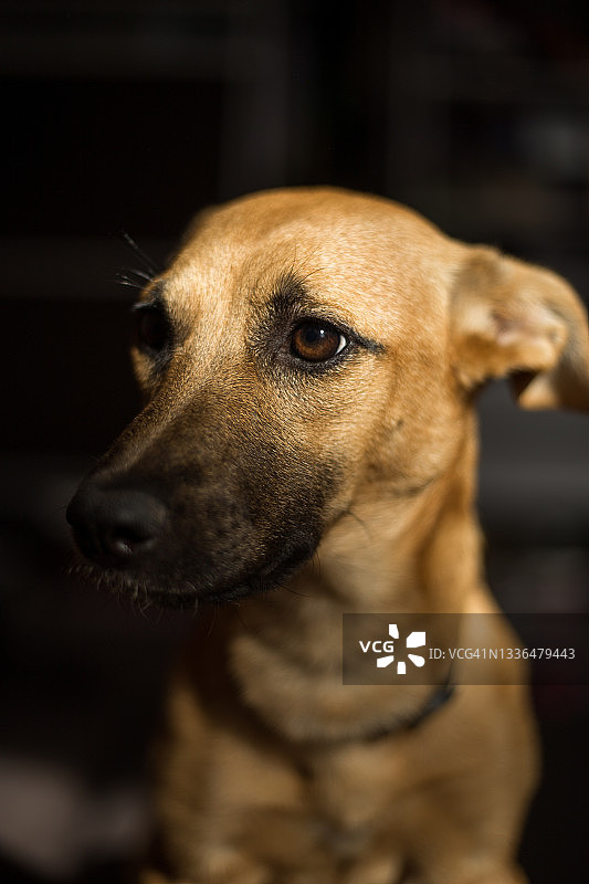 红狗身上的窗户光线图片素材