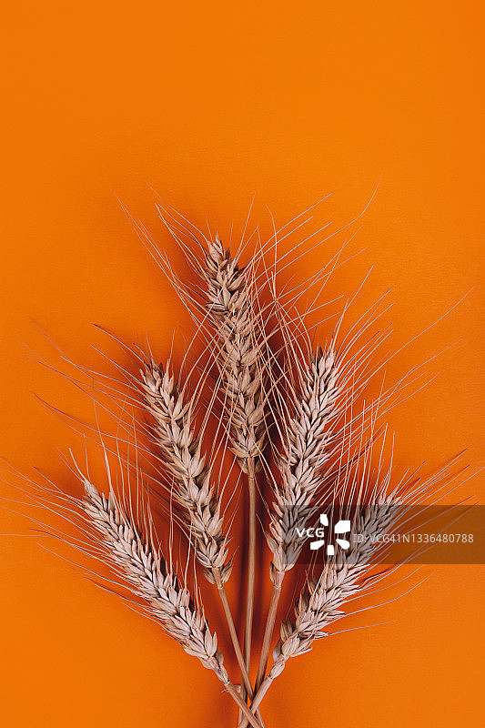 彩色桌上的麦穗特写图片素材