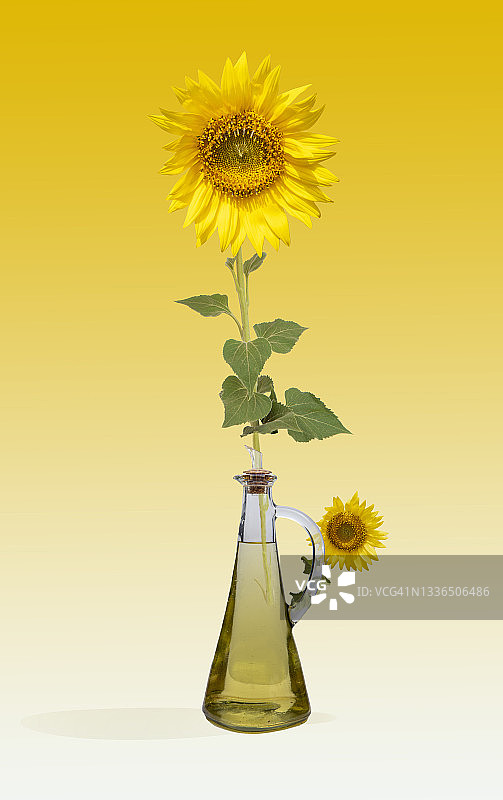 向日葵花与葵花籽油：关于天然产品转化的隐喻图片素材