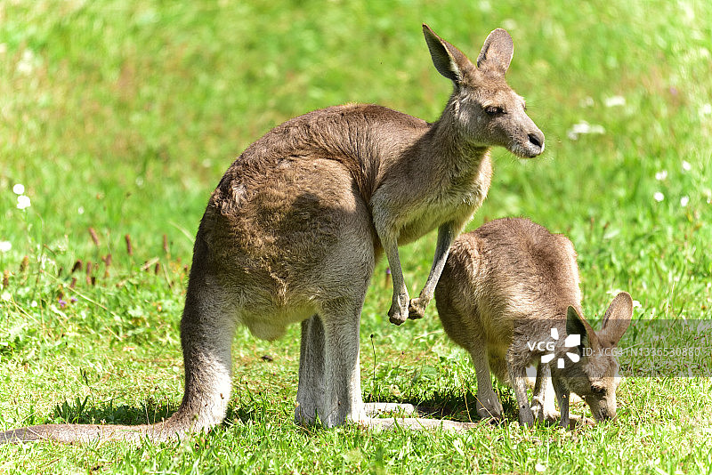 袋鼠图片素材