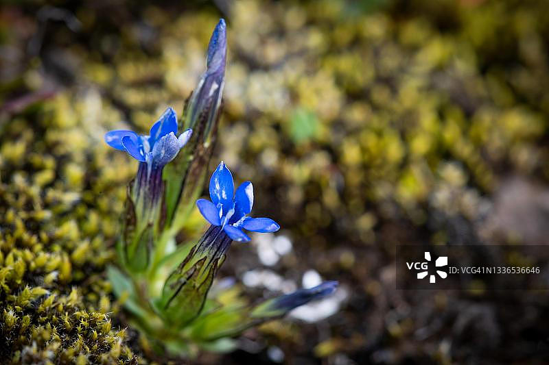 冰岛Dyrfjoell的蓝色龙胆花图片素材