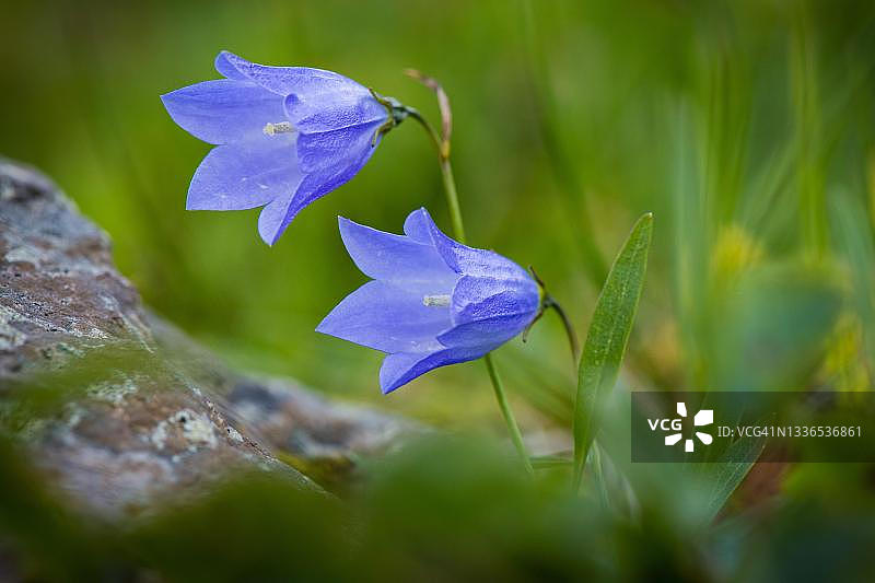 冰岛风铃草图片素材
