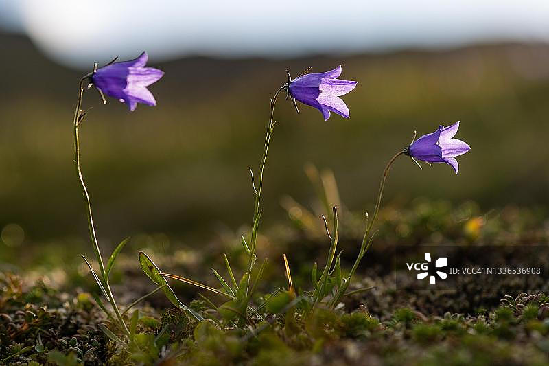 冰岛Dyrfjoell风铃草图片素材