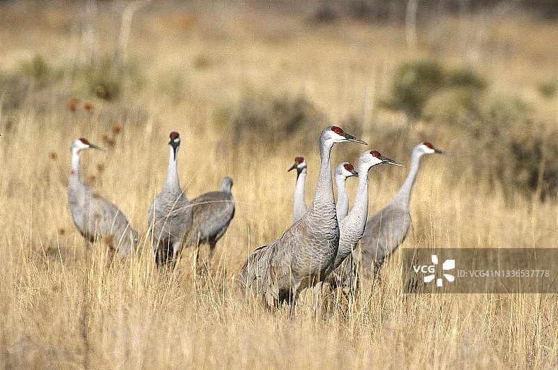 觅食的沙丘鹤，美国新墨西哥州图片素材