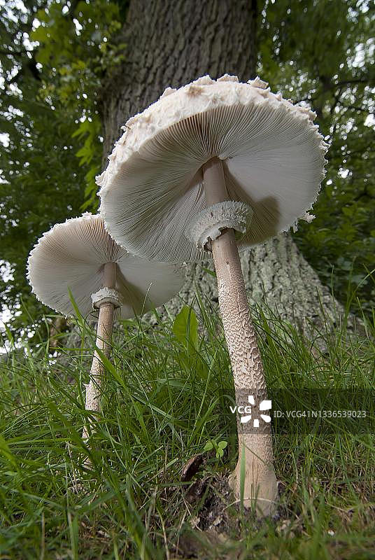 直接生长在橡树上的高大环柄菇，德国北莱茵-威斯特法伦州图片素材