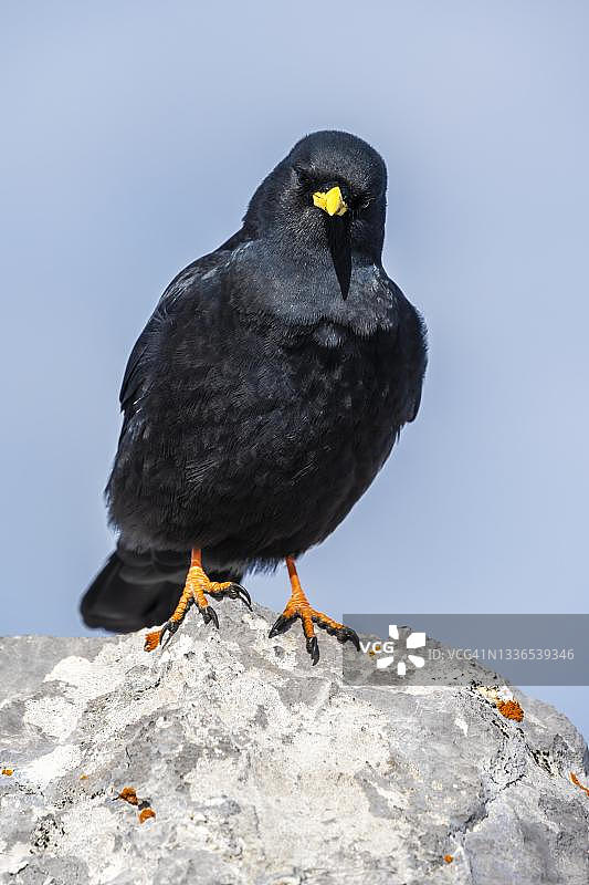 高山兀鹫，德国贝希特斯加登图片素材