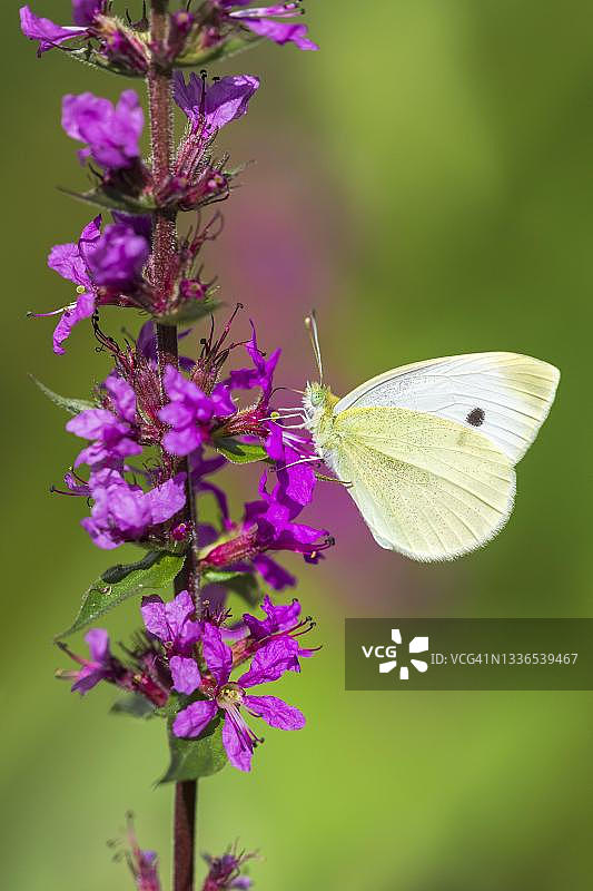 德国巴登-符腾堡的菜粉蝶图片素材