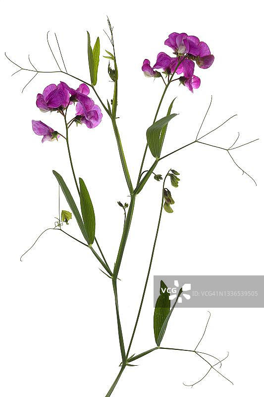 德国，白色背景下的野豌豆花图片素材