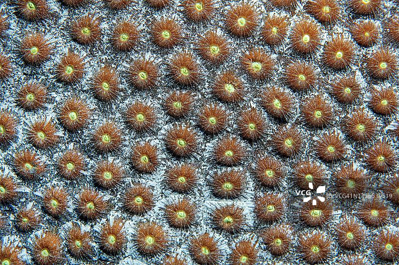大星珊瑚（Montastrea cavernosa）的珊瑚虫特写，加勒比海，古巴图片素材