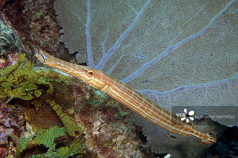西大西洋小号鱼（Aulostomus maculatus），加勒比海，巴哈马群岛图片素材