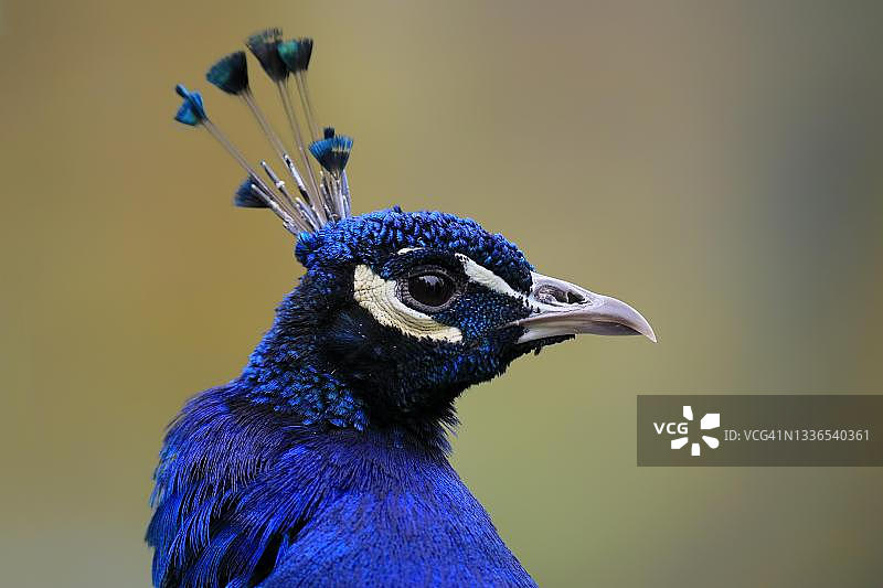 印度蓝孔雀（Pavo cristatus），成年雄性，画像，圈养，奥地利图片素材
