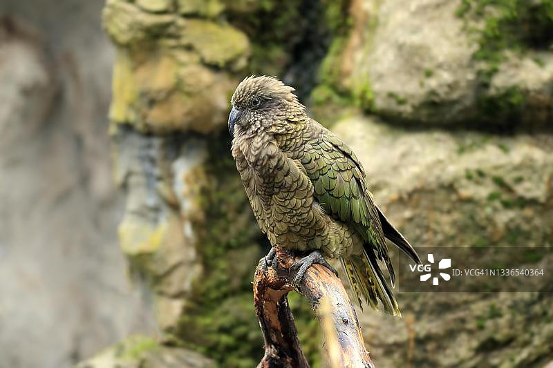 新西兰啄羊鹦鹉图片素材