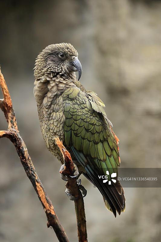 新西兰啄羊鹦鹉图片素材