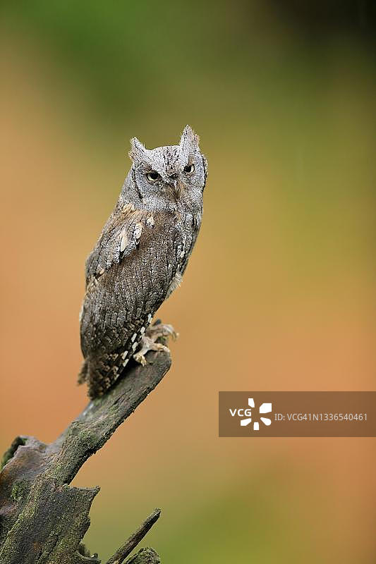 欧洲角鸮：成鸟，秋季在捷克波西米亚森林中等待图片素材