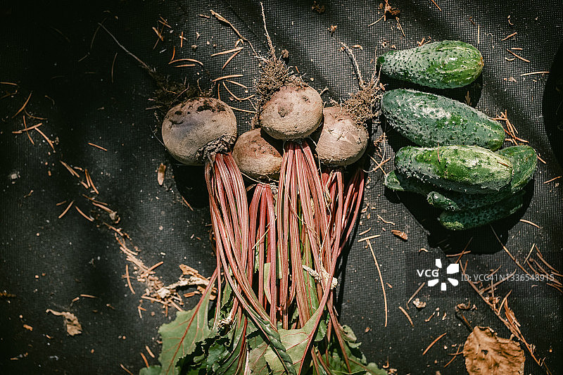 新鲜采摘的甜菜和黄瓜铺在地上图片素材