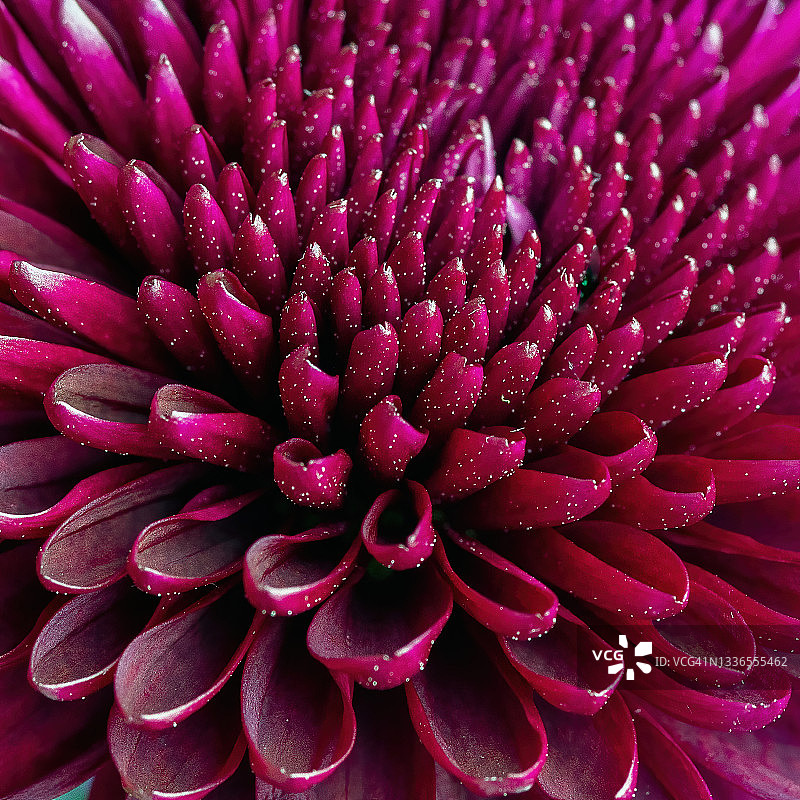 紫色美丽花瓣的微距镜头图片素材