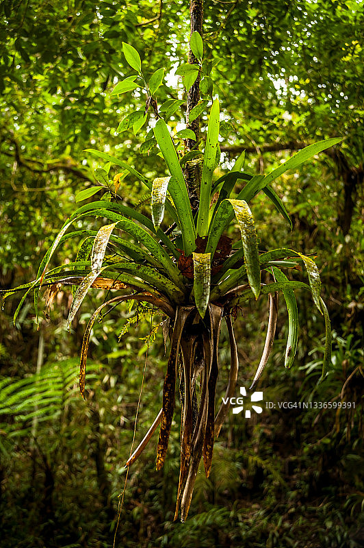 里约热内卢附近热带大西洋雨林中挂在树上的凤梨科植物图片素材