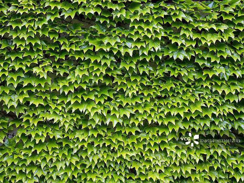 埃维昂莱班墙上的翠绿常春藤图片素材