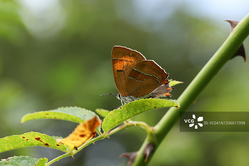 栖息在树叶上的罕见朴树灰蝶图片素材