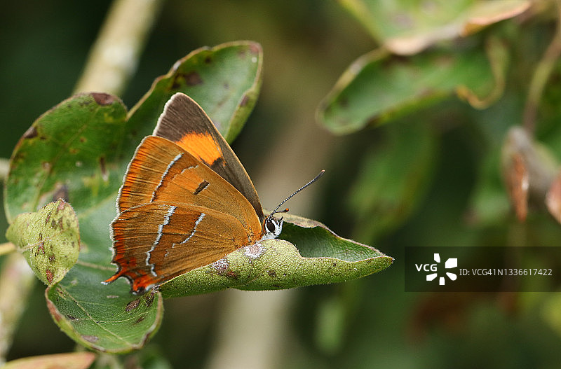 栖息在树叶上的罕见朴树灰蝶图片素材