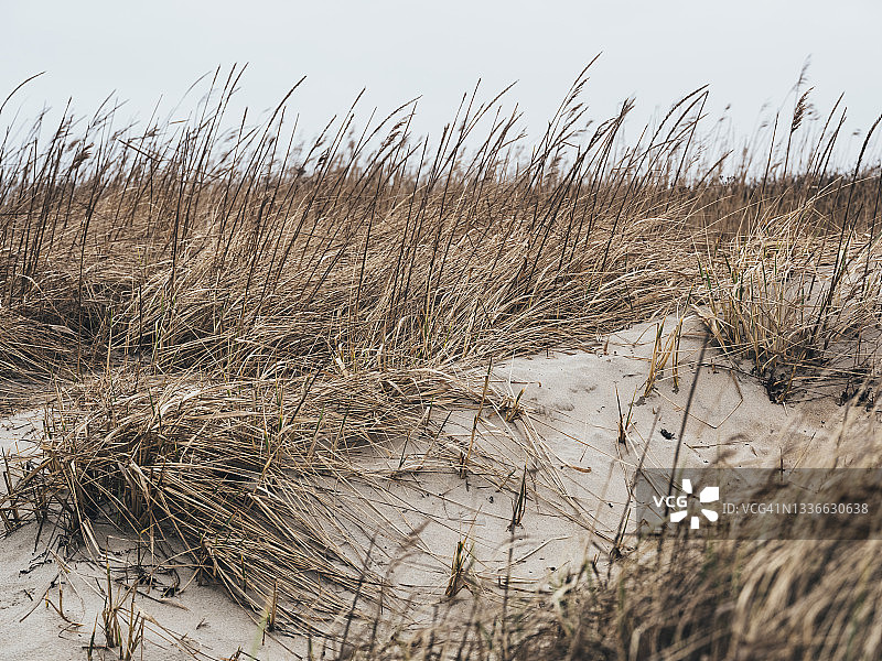 长有结缕草的沙丘图片素材