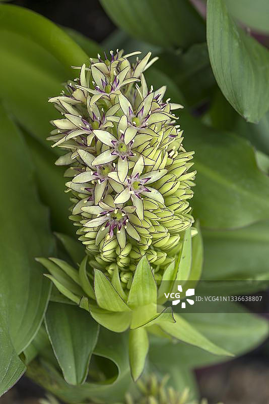 凤梨百合花图片素材