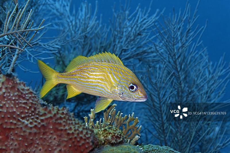 黄唇鱼图片素材