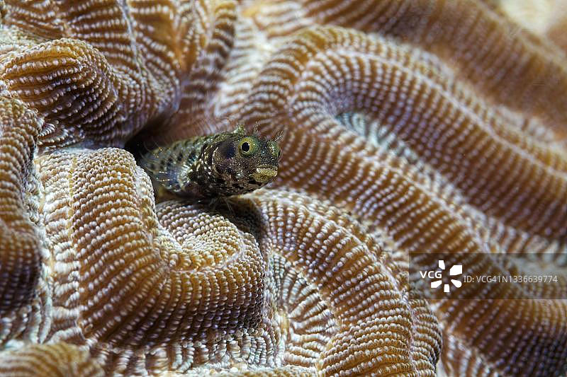 加勒比海的条纹狗母鱼图片素材