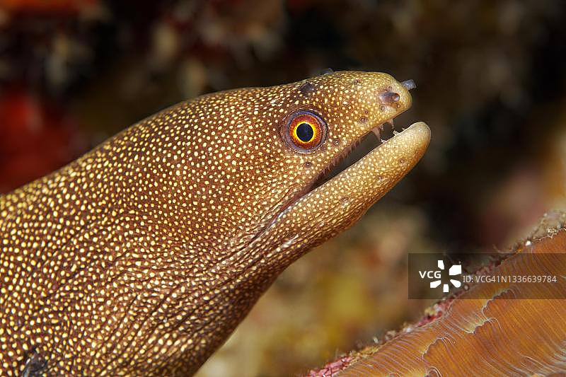 金色尾巴海鳝，加勒比海，古巴图片素材
