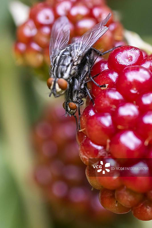 德国黑莓上的丽蝇图片素材