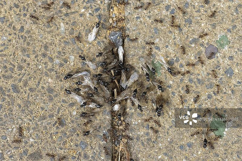 德国蚂蚁婚飞图片素材