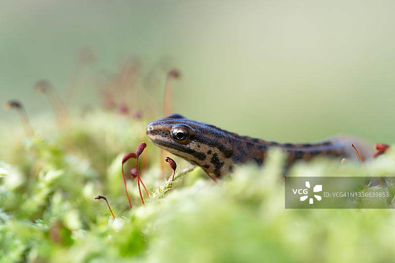 在德国北莱茵-威斯特法伦苔藓中的普通中欧剑螈（Lissotriton vulgaris）图片素材