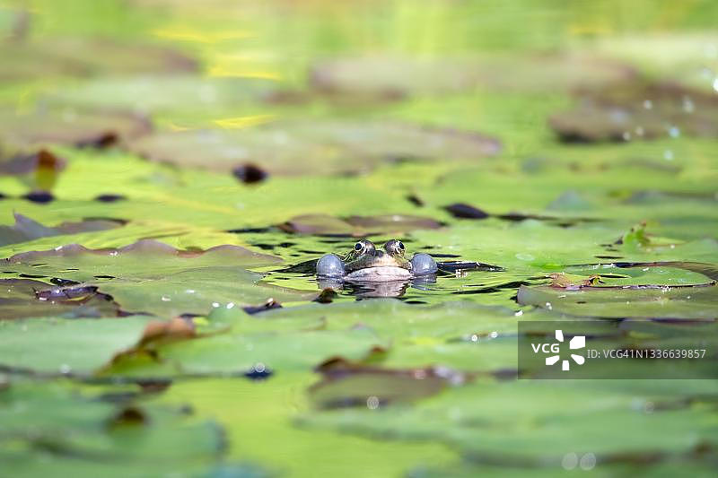 沼泽蛙，在水生植物间，德国北莱茵-威斯特法伦州图片素材