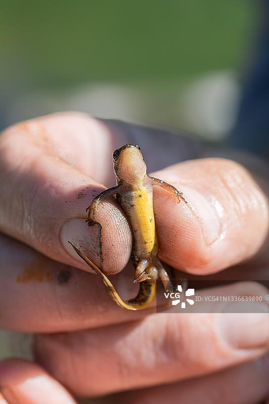 手持新特（瑞士小鲵），底部视角，德国北莱茵-威斯特法伦图片素材