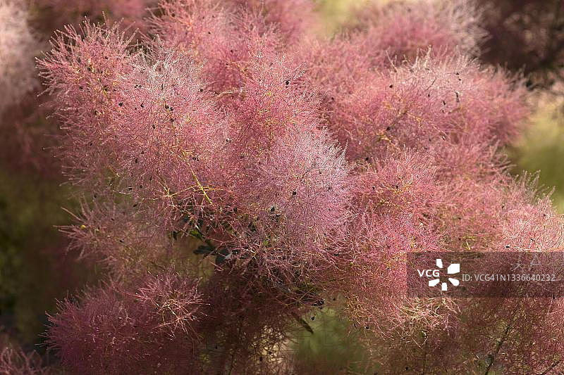 黄栌灌木，德国巴伐利亚图片素材