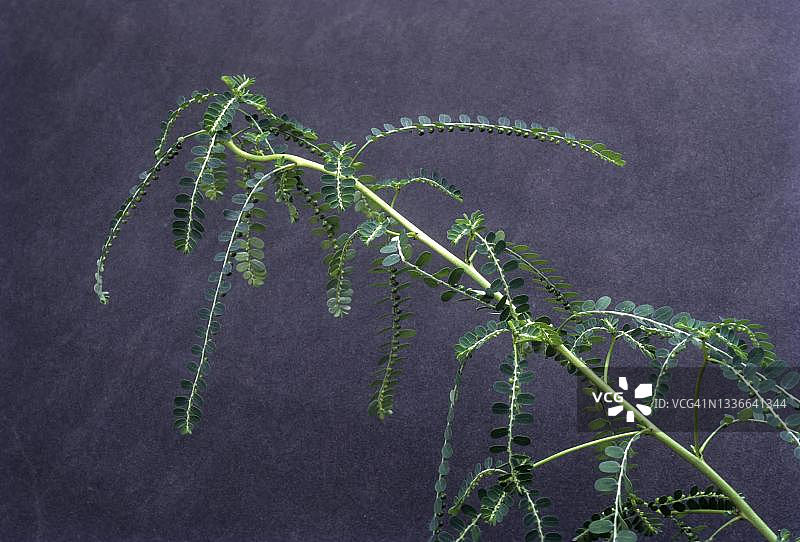 余甘子：印度草药产品，阿育吠陀药用植物图片素材